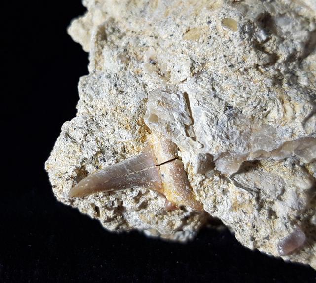 cf. Araloselachus cuspidatus (AGASSIZ 1843) - Bild © FossNet FossilienStore
